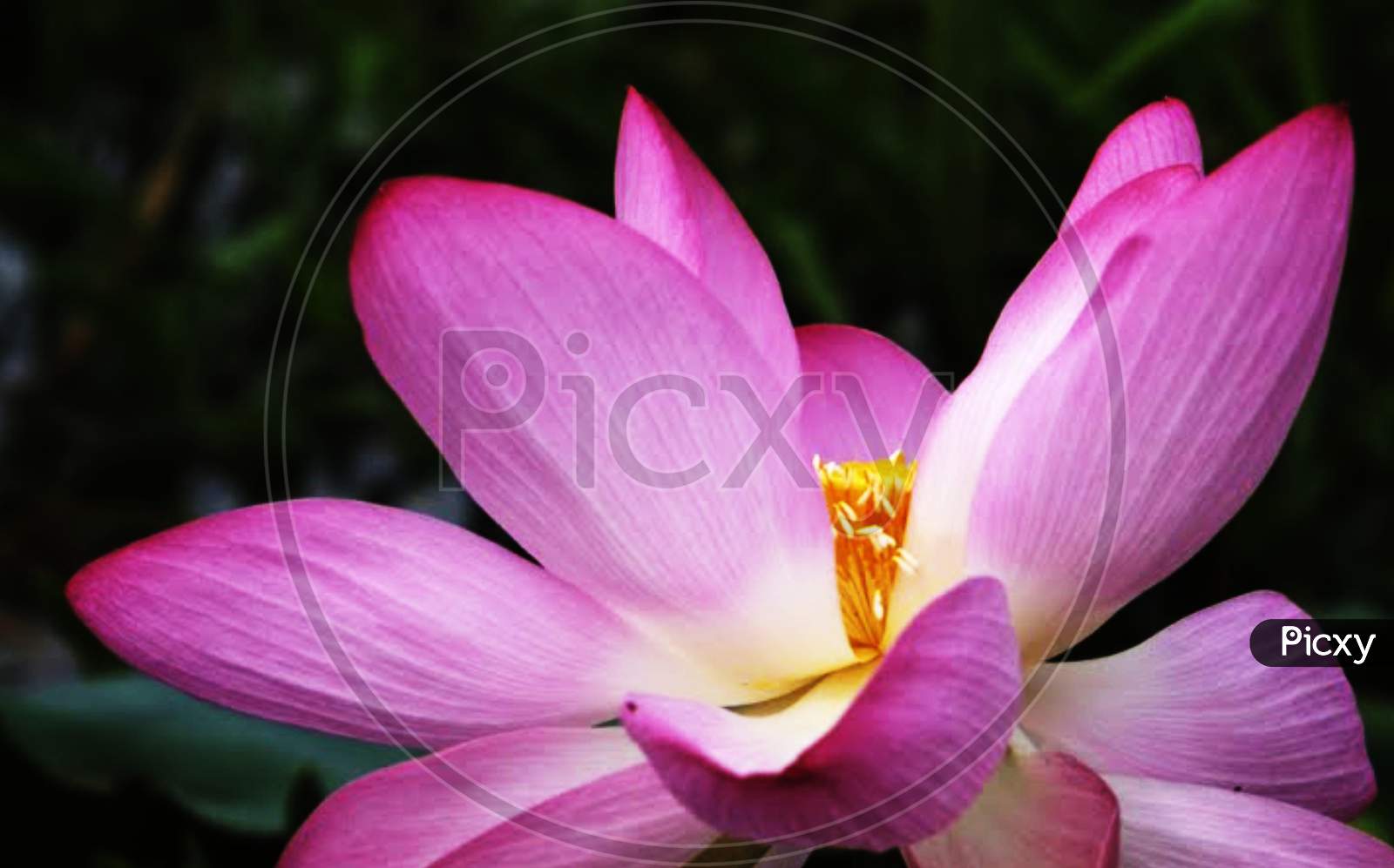 Beautiful closeup of a Loyus flower