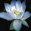 Profile picture of white lotus on picxy
