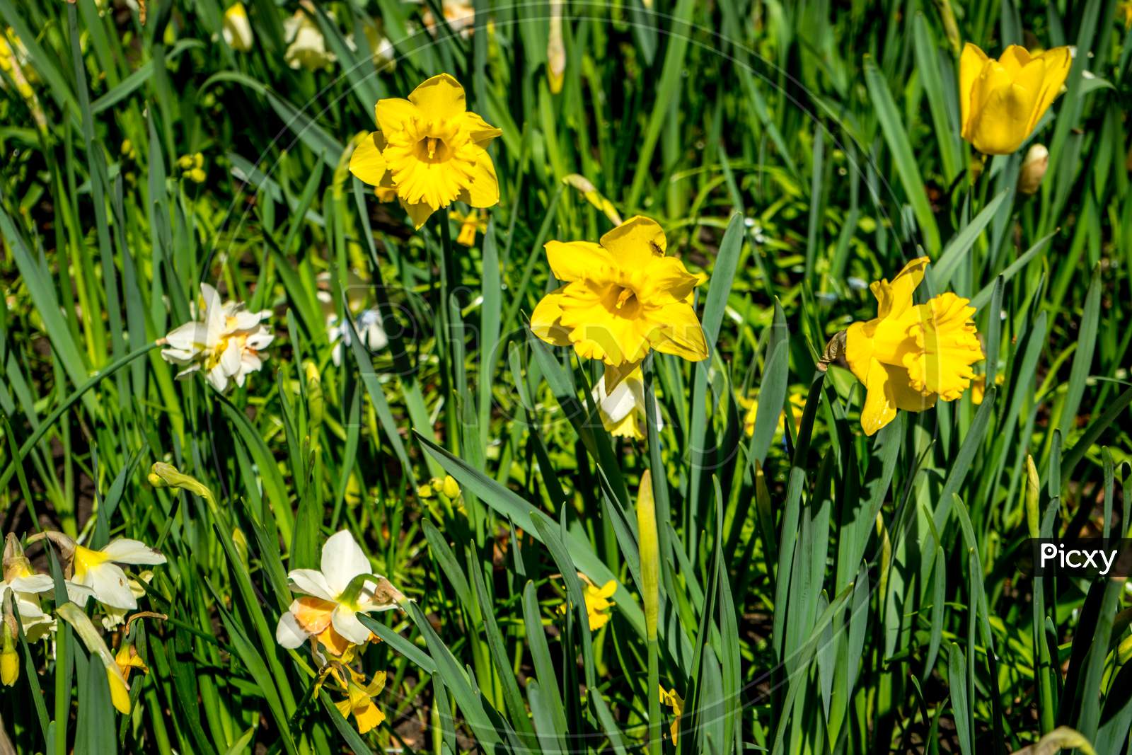 White And Yellow Daffodils In A Flower Garden In Lisse, Keukenhoff,  Netherlands, Europe