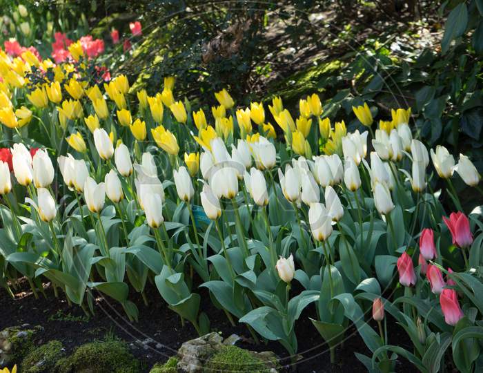 Row Of White And Yellow Tulips At A Garden In Lisse, Netherlands, Europe
