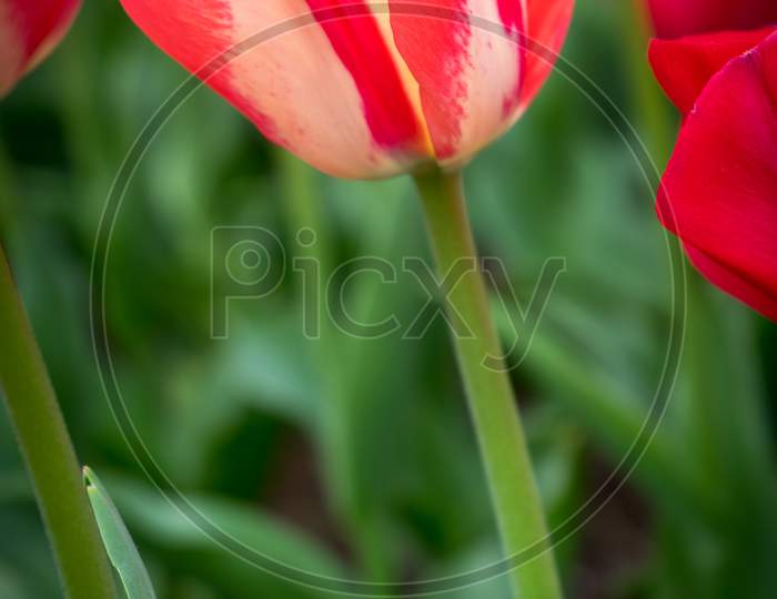 Netherlands,Lisse, A Close Up Of A Red Flower
