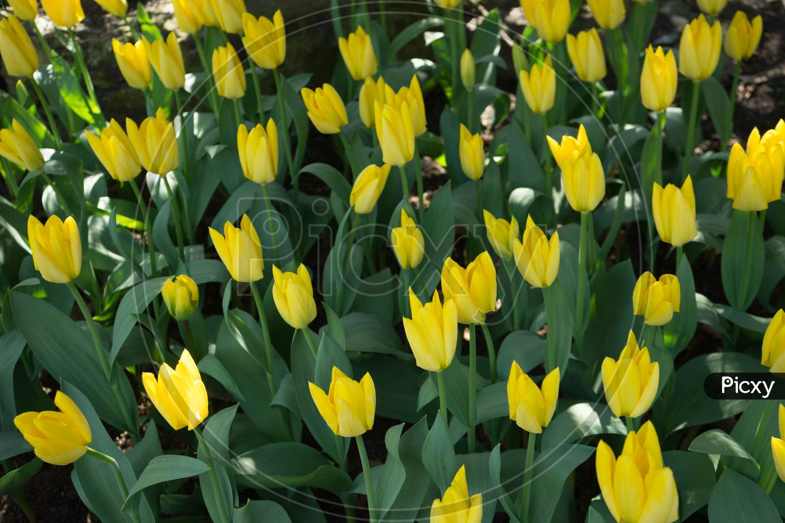 Yellow Couple Tulips In A Garden In Lisse, Netherlands, Europe