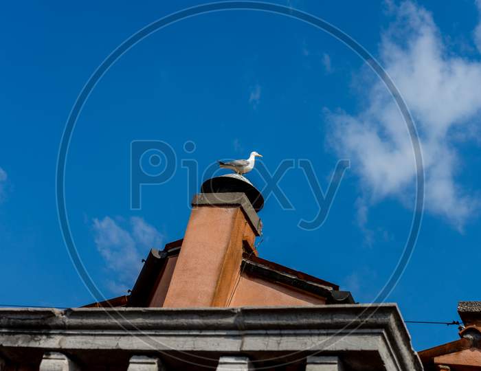 Italy, Venice, A Bird Sitting On A Chimney