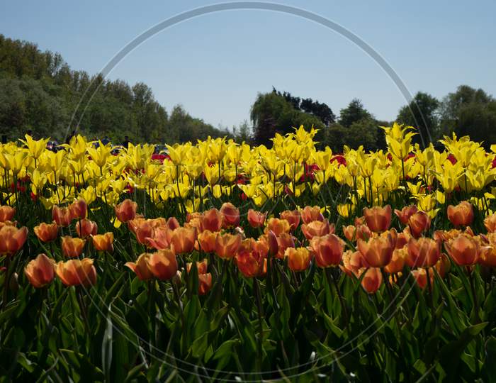 Netherlands,Lisse, A Group Of Colorful Flowers In A Field