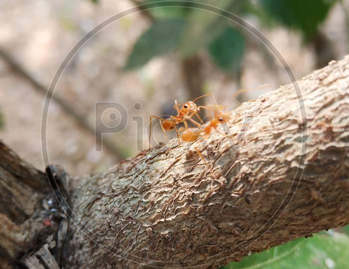 Insect on plant branch