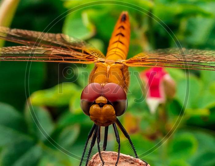 Dragonfly on a plant