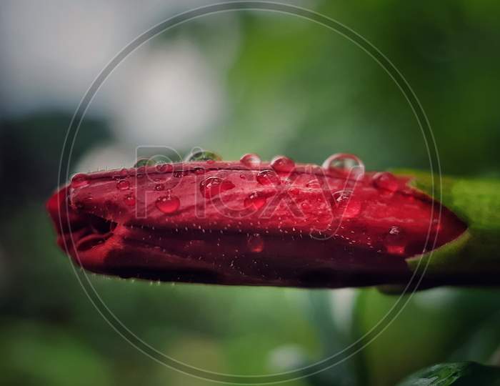 a hibiscus bud in rain