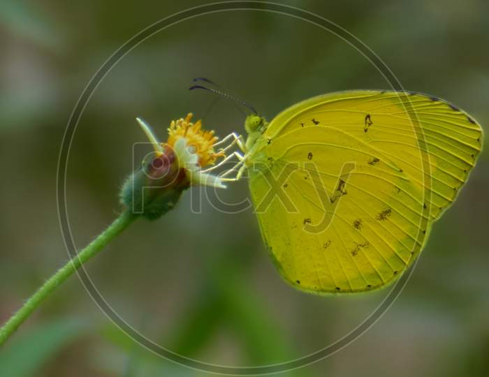 Beutiful Butterfly On Flower