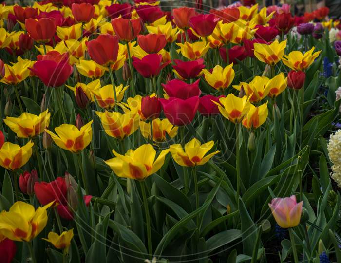 Netherlands,Lisse, Close-Up Of Multi Colored Tulips In Field