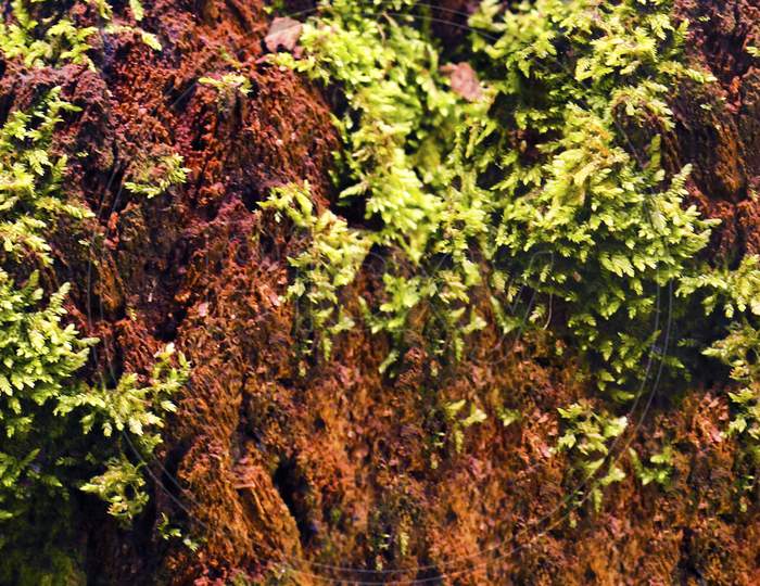 Green Moss On A Tree. This Is A Close-Up/Macro Photo Of Moss, Showing Its Fascinating Details. Photo Has A Shallow Depth-Of-Field, Focusing On A Small Area Of Moss