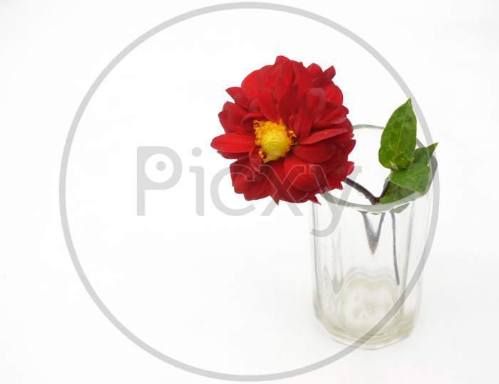 The Beautiful Red Dahlia Flower With Leaf In The Glass Isolated On White Background.
