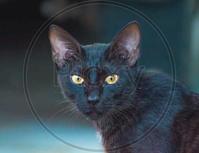 Black cat 🐈
