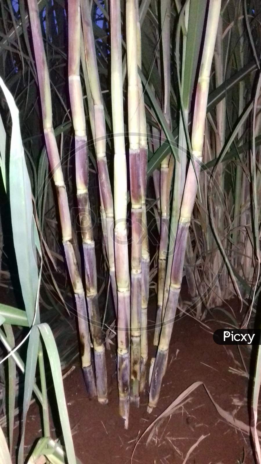 Farming  of sugarcane