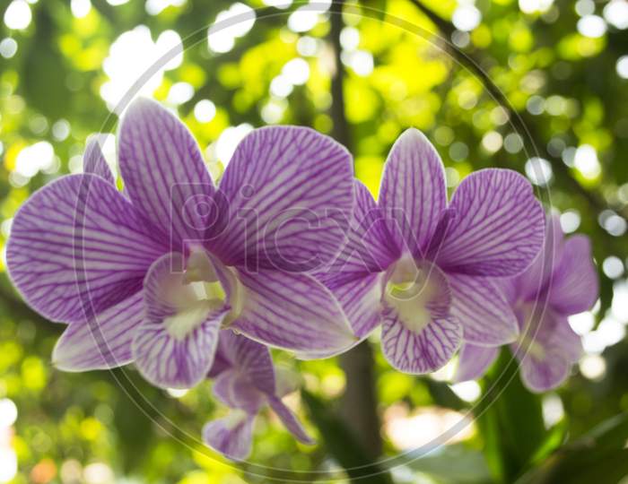 Purple Orchid Flowers In The Garden