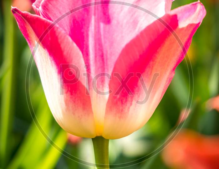 Netherlands,Lisse, Close-Up Of Pink Tulip