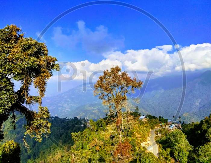 NIce mountain trees in the Range of Kanchenjunga of West Bengal