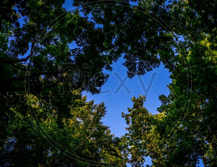 Blue Sky Viewed Through Dense Tree Leaves In Haagse Bos, Forest In The Hague