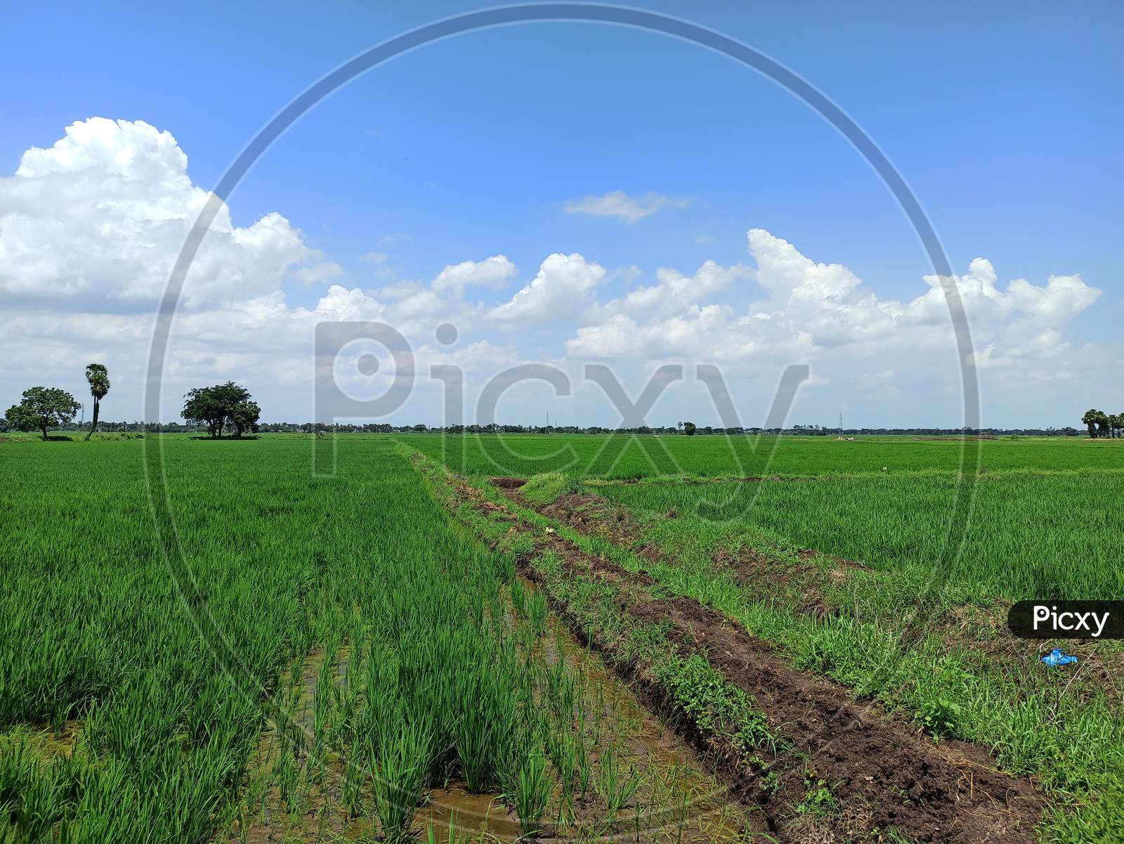 Paddy field