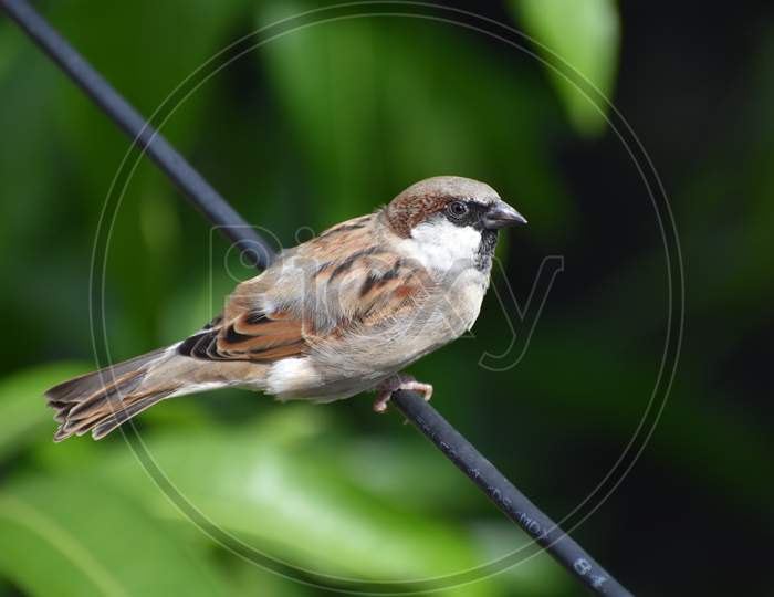 House sparrow sitting on wire.