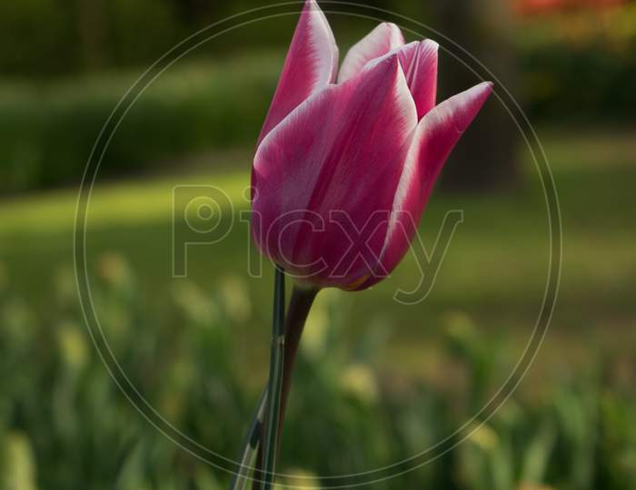Colourful Tulip Flowers With Beautiful Background On A Bright Summer Day