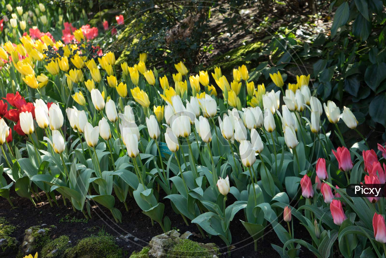 Row Of White And Yellow Tulips At A Garden In Lisse, Netherlands, Europe