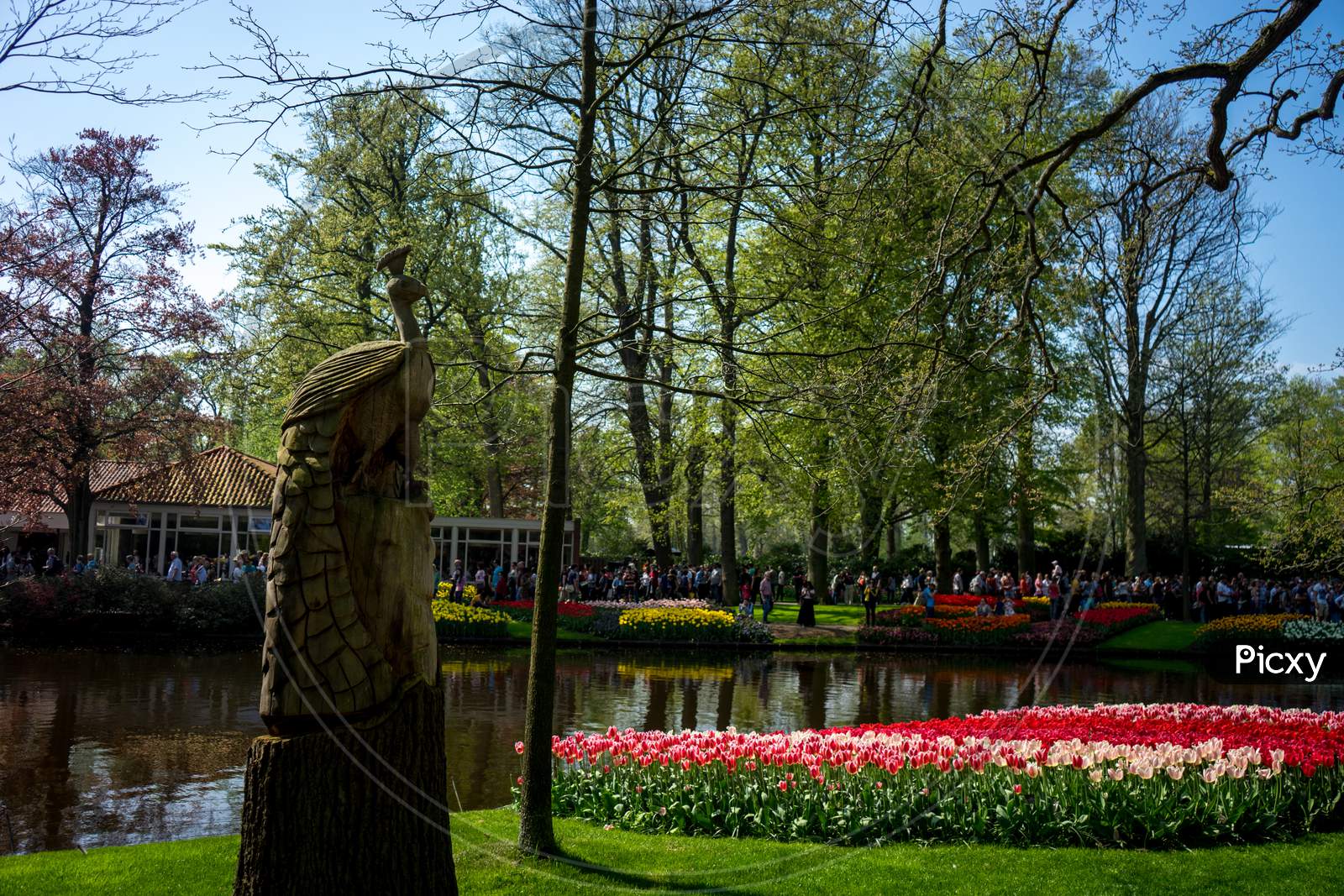 Lisse, Netherlands - 22 April: Peacock Carving At  Keukenhoff, Tulip Gardens