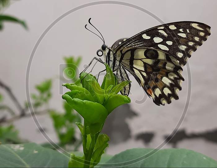 Lime swallowtail butterfly