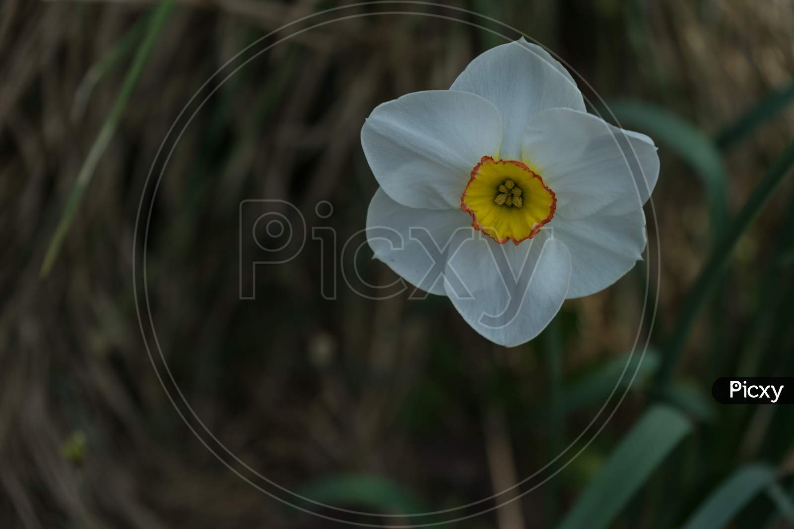 Netherlands,Lisse, Close-Up Of White Flower