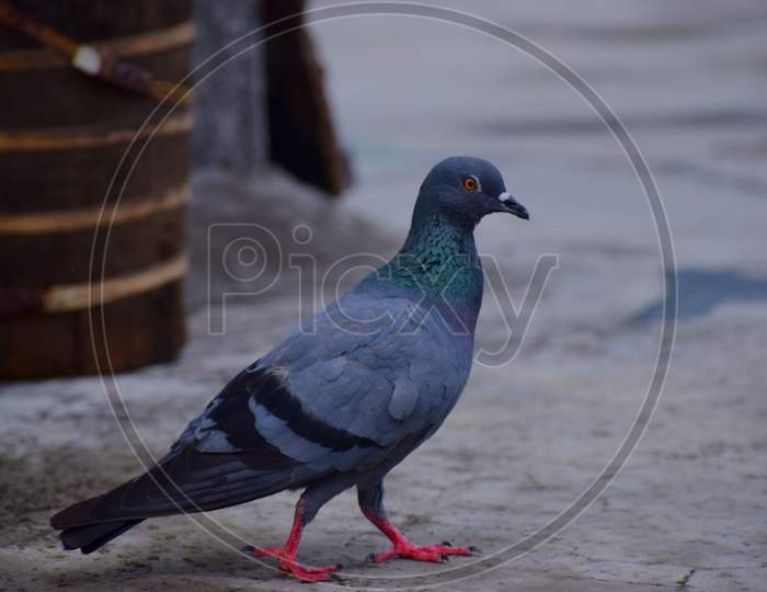 Pigeon 🐦