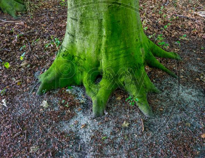Stump Of A Tree In Haagse Bos, Forest In The Hague