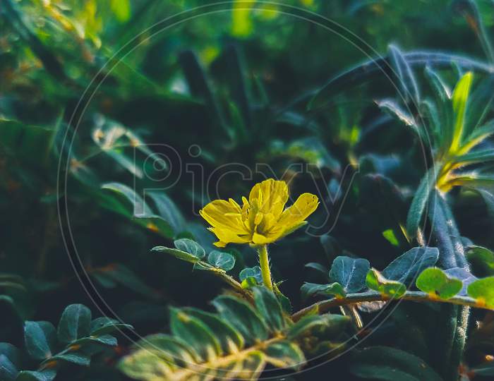 Yellow beautiful Flower