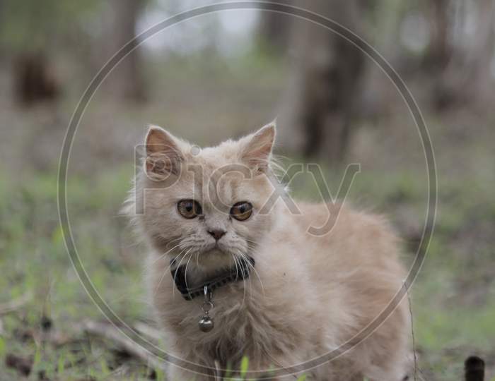Cute Persian Cat