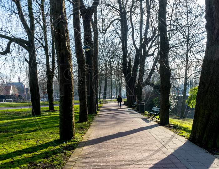 Belgium, Bruges, A Tree In A Park