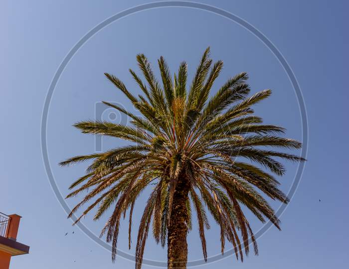 Italy, Cinque Terre, Corniglia, A Group Of Palm Trees Next To A Tree