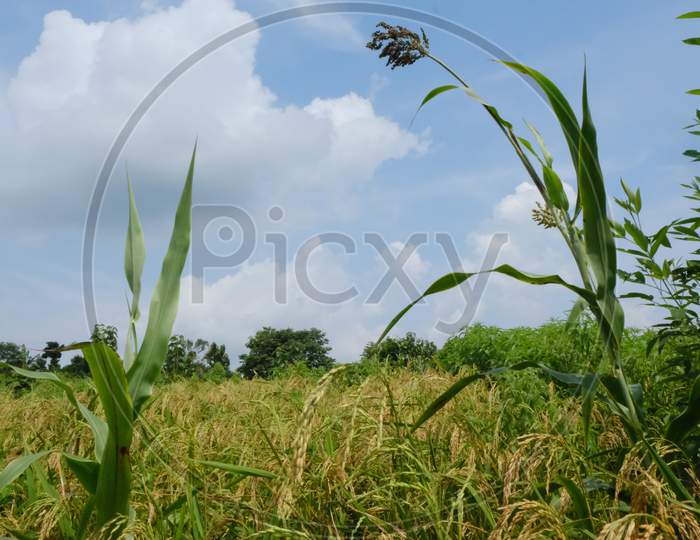 Tripura agriculture