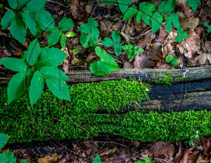 Moss Growing On A Log Of Wood At Haagse Bos, Forest In The Hague