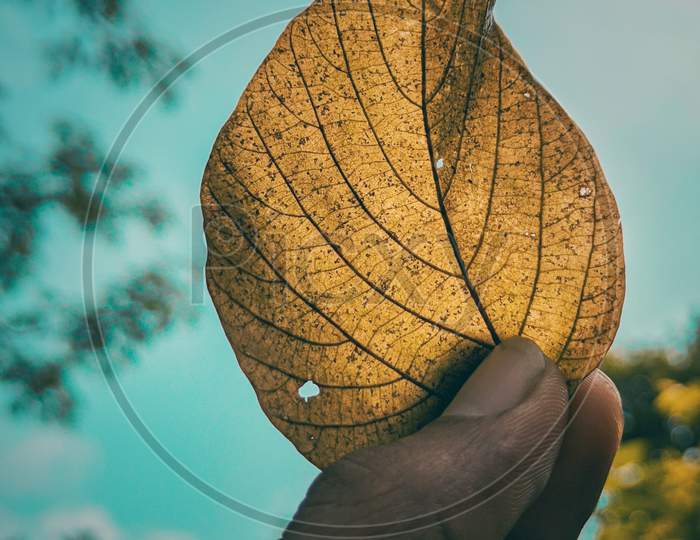 Beautiful leaf/leaf