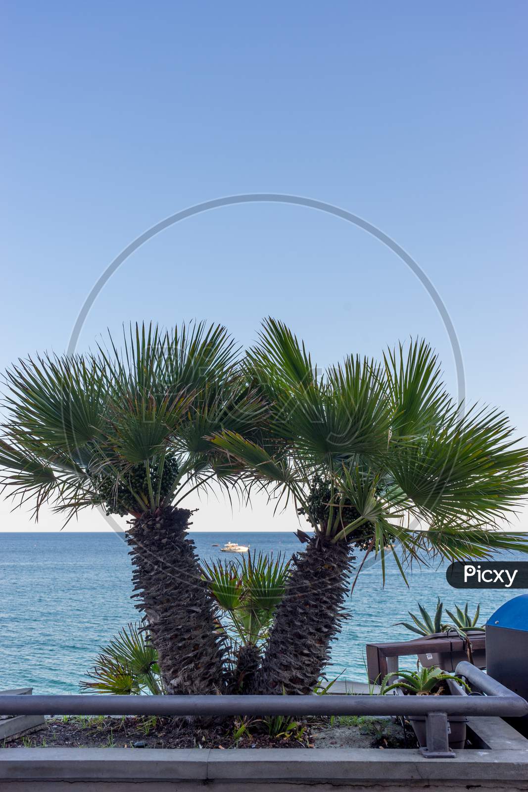 Italy, Cinque Terre, Monterosso, A Palm Tree In Front Of A Fence