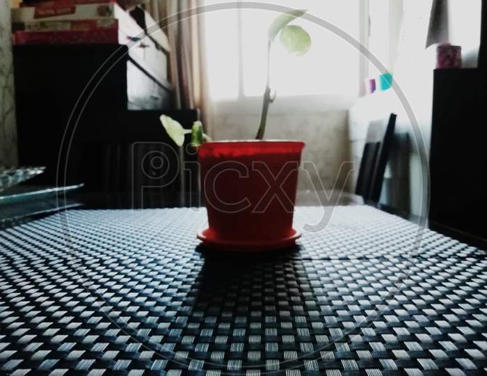 A growing plant in a flower pot