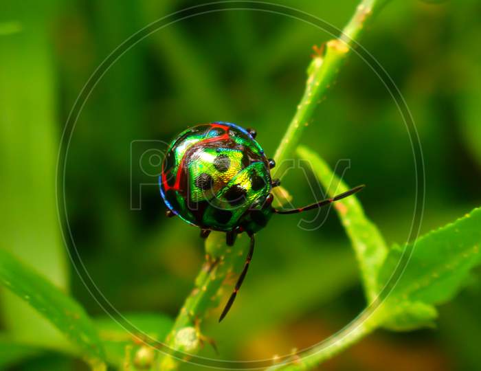 Wildlife photography, beauty of nature, insects,macro