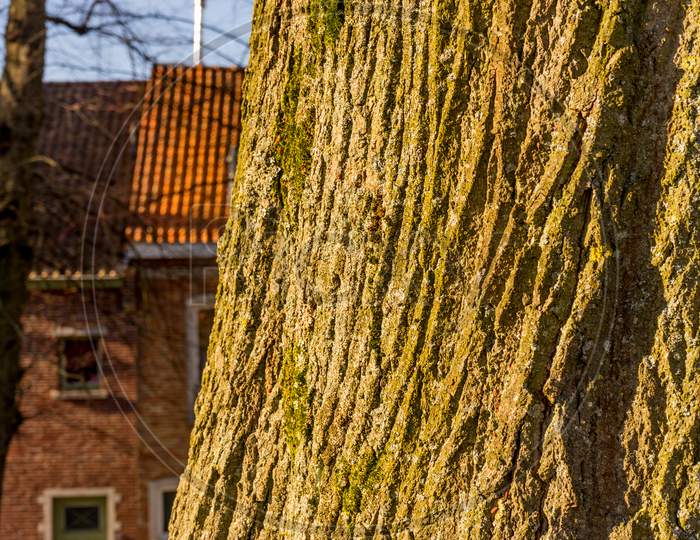 Belgium, Bruges, Bark Of A Tree