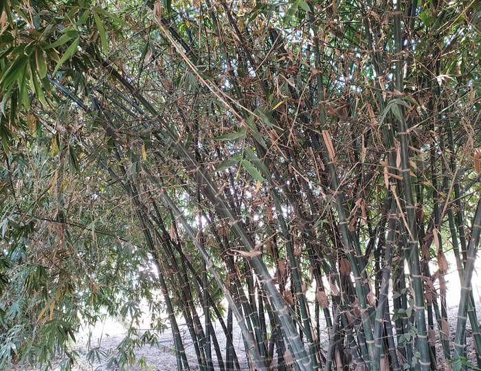 bamboo tree beautiful looking