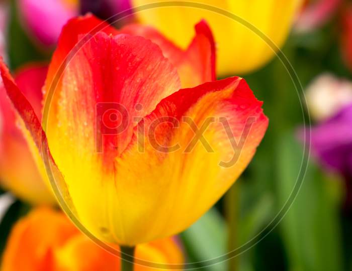Colourful Tulip Flowers With Beautiful Background On A Bright Summer Day, Yellow And Red Tulip
