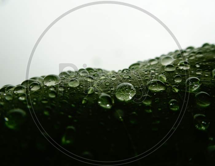 Close-up of rain water drops on the leaf in rainy season