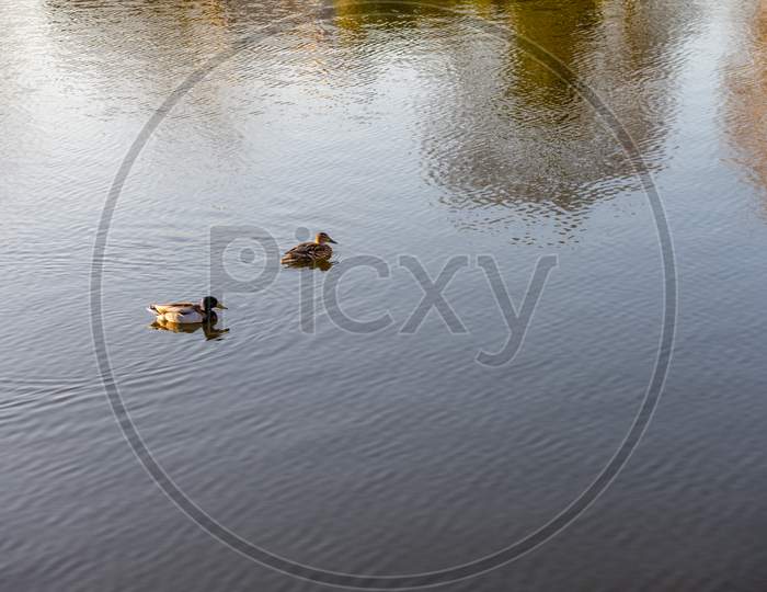 Belgium, Bruges, A Duck Swimming In A Body Of Water