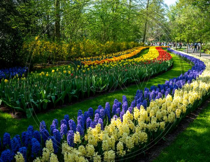 Netherlands,Lisse, Multi Colored Tulips In Garden