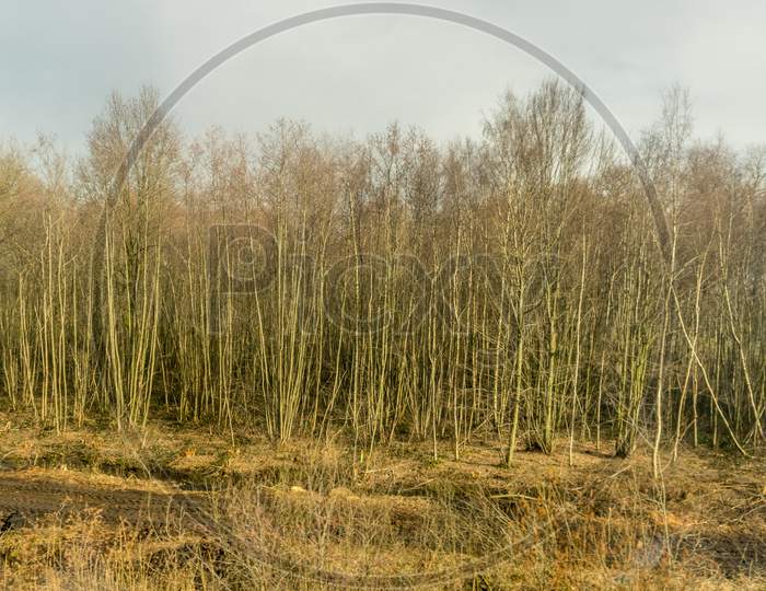 Belgium, Bruges, Trees Without Leaves In Winter
