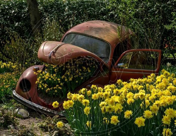 Lisse, Netherlands - 22 April:Tulips On Red Volkswagen Beetle At  Keukenhoff, Tulip Gardens