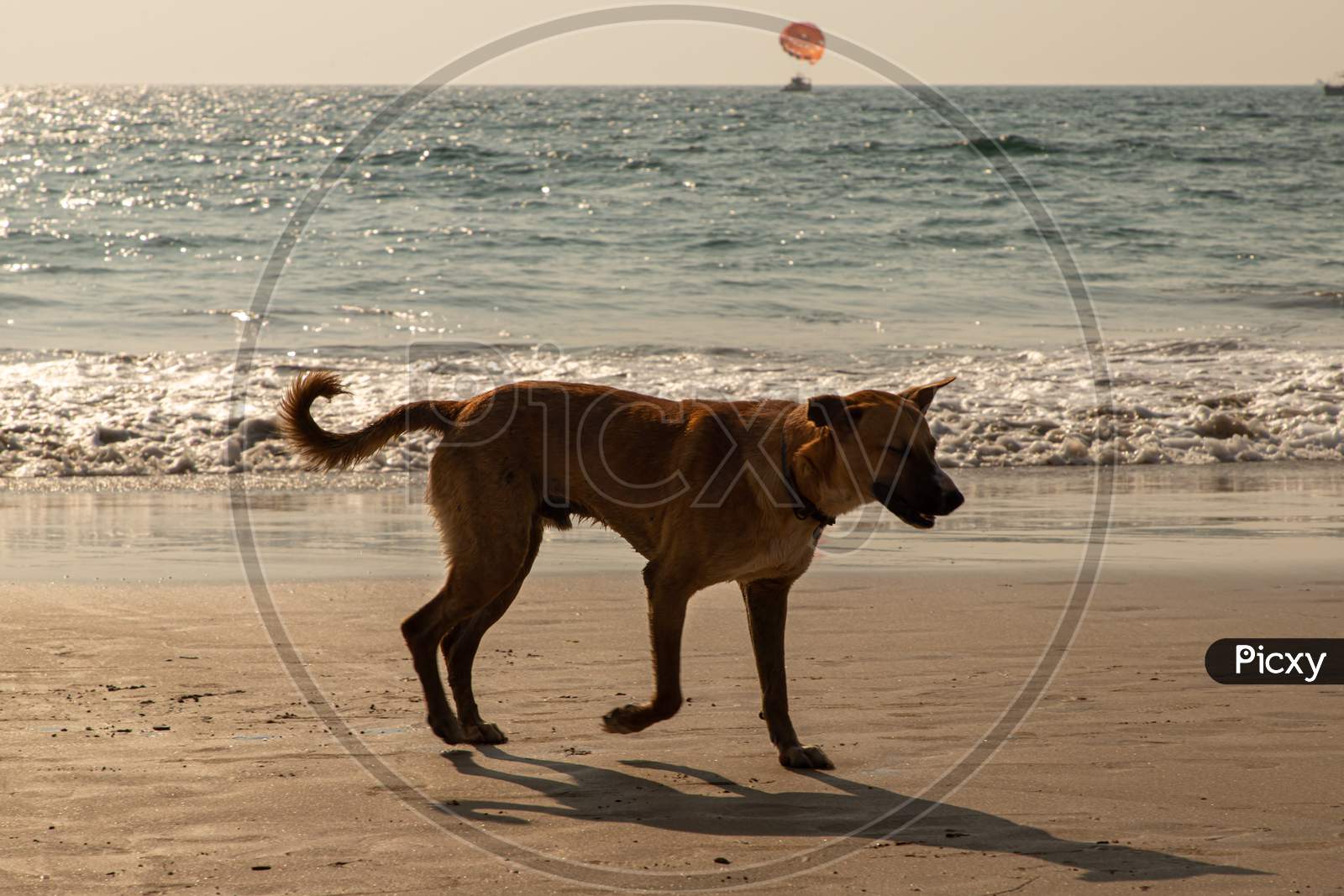dog is running  on the Beach of Goa,india.