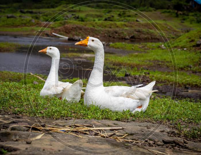 Swan couple